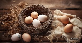 ماذا نعرف عن البيض الذي تتناوله؟