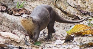 The Iraqi smooth-furred otter is a vital indicator of climate change